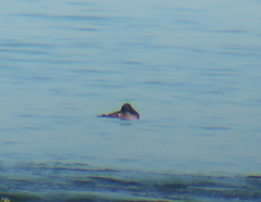 Melanitta stejnegeri