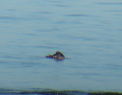 Melanitta stejnegeri