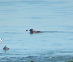 Melanitta stejnegeri