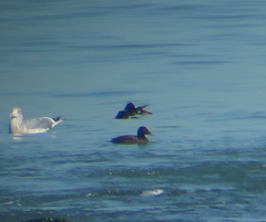 Melanitta stejnegeri