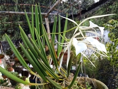 Brassavola