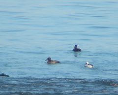 Melanitta stejnegeri