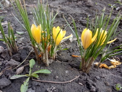 Crocus