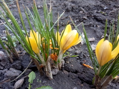 Crocus