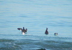 Melanitta stejnegeri