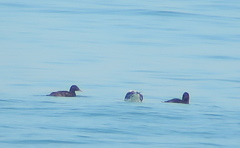 Melanitta stejnegeri