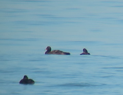 Melanitta stejnegeri