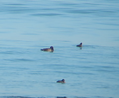 Melanitta stejnegeri