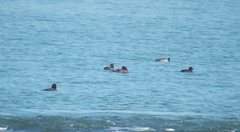 Melanitta stejnegeri