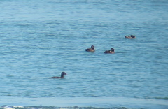 Melanitta stejnegeri