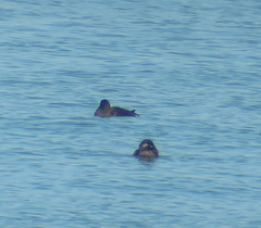 Melanitta stejnegeri