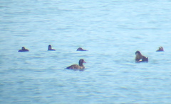 Melanitta stejnegeri