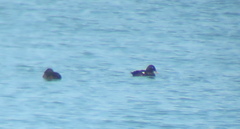 Melanitta stejnegeri