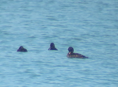 Melanitta stejnegeri