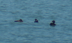 Melanitta stejnegeri