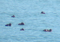 Melanitta stejnegeri