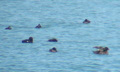 Melanitta stejnegeri