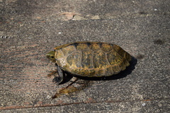 Mauremys japonica