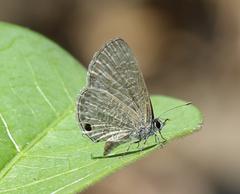 Prosotas nora ardates