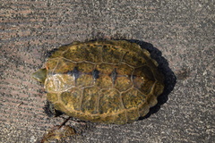 Mauremys japonica