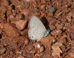 Prosotas nora ardates