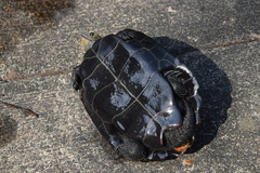 Mauremys japonica