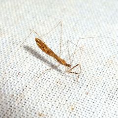 Empicoris vagabundus