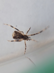 Episinus angulatus