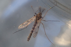 Macropelopia nebulosa