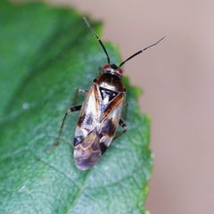 Orthops basalis