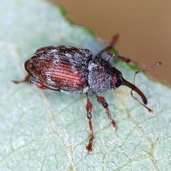 Curculio rubidus