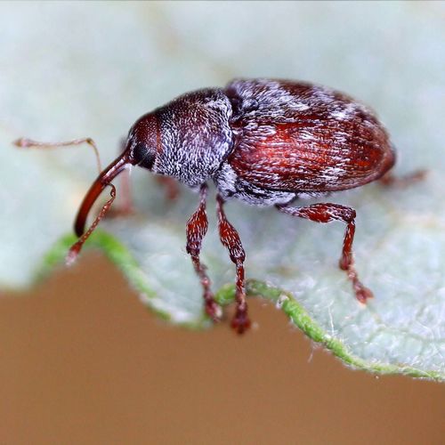 Curculio rubidus