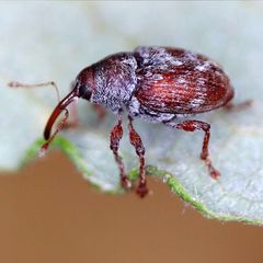 Curculio rubidus
