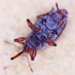 Curculio rubidus