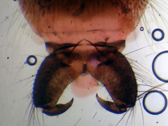 Macropelopia nebulosa