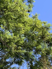 Jacaranda mimosifolia