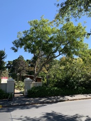 Jacaranda mimosifolia