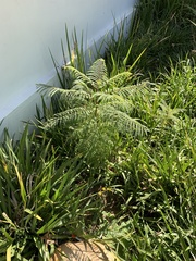 Jacaranda mimosifolia
