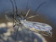 Macropelopia nebulosa