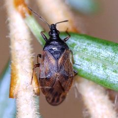 Tetraphleps bicuspis