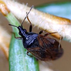 Tetraphleps bicuspis