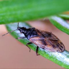 Tetraphleps bicuspis