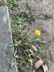 Taraxacum officinale