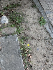 Taraxacum officinale