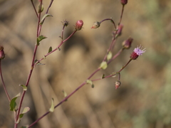 Blumea obliqua
