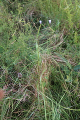 Wahlenbergia capillata