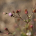 Blumea obliqua - Photo (c) Dinesh Valke, μερικά δικαιώματα διατηρούνται (CC BY-SA)