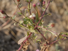 Blumea obliqua