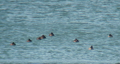 Melanitta stejnegeri