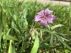 Geranium linearilobum